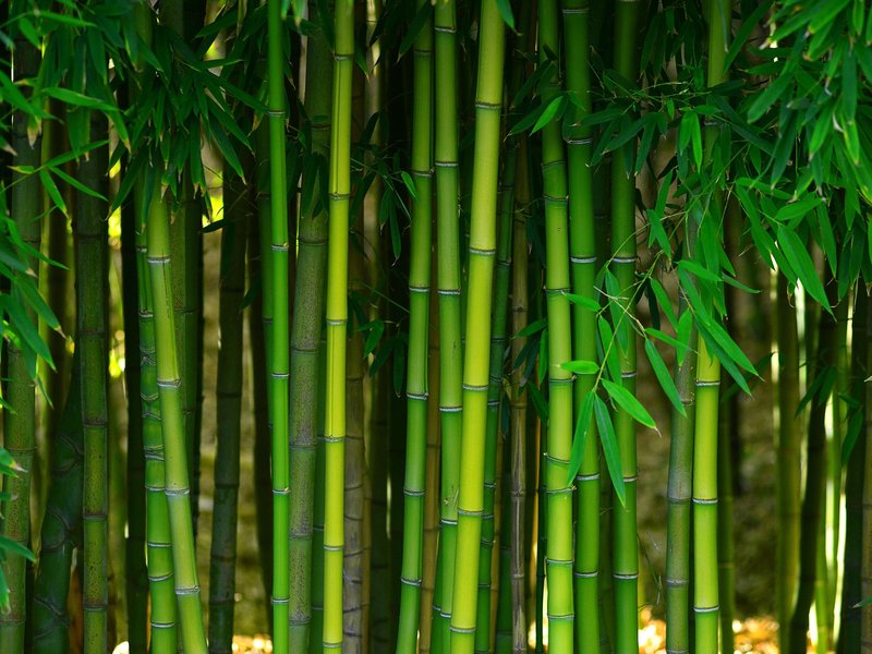 bamboo forest